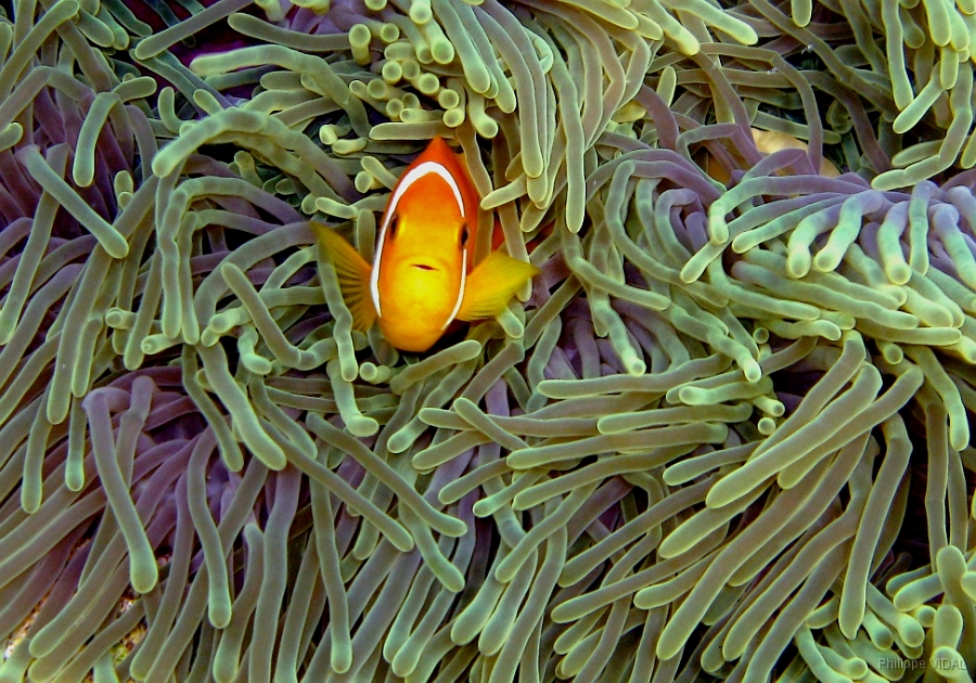 IMG_7664rc_Maldives_Madoogali_Poisson Clown des Maldives - Amphiprion Nigripe.jpg